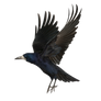 Crow-PNG