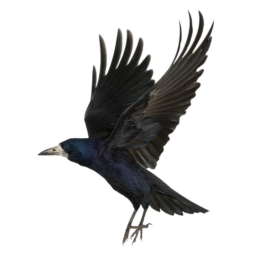 Crow-PNG