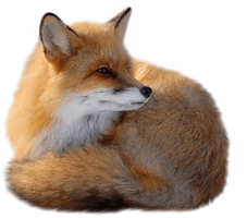 Red Fox PNG