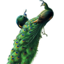 Peacocks png