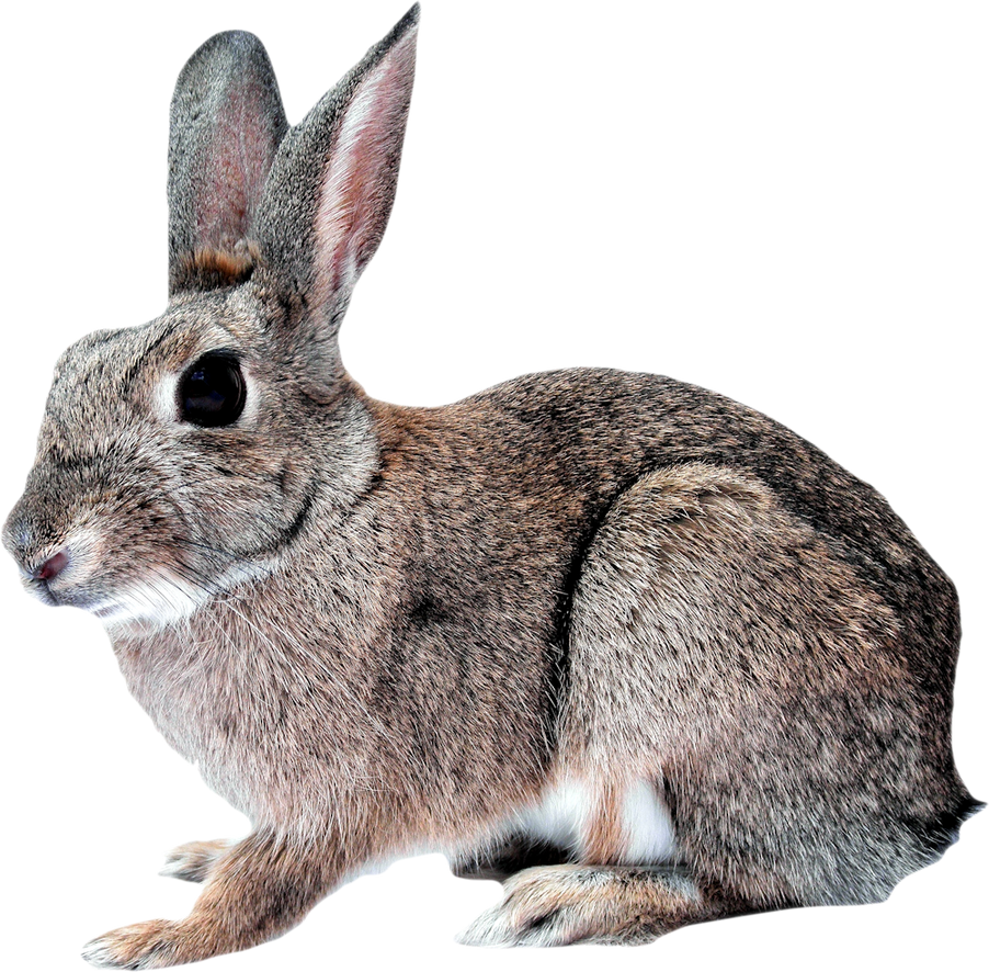 Rabbit PNG by yotoots on DeviantArt