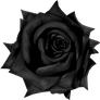 Black Rose PNG