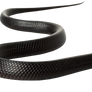 Black Snake PNG