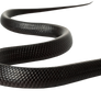 Black Snake PNG