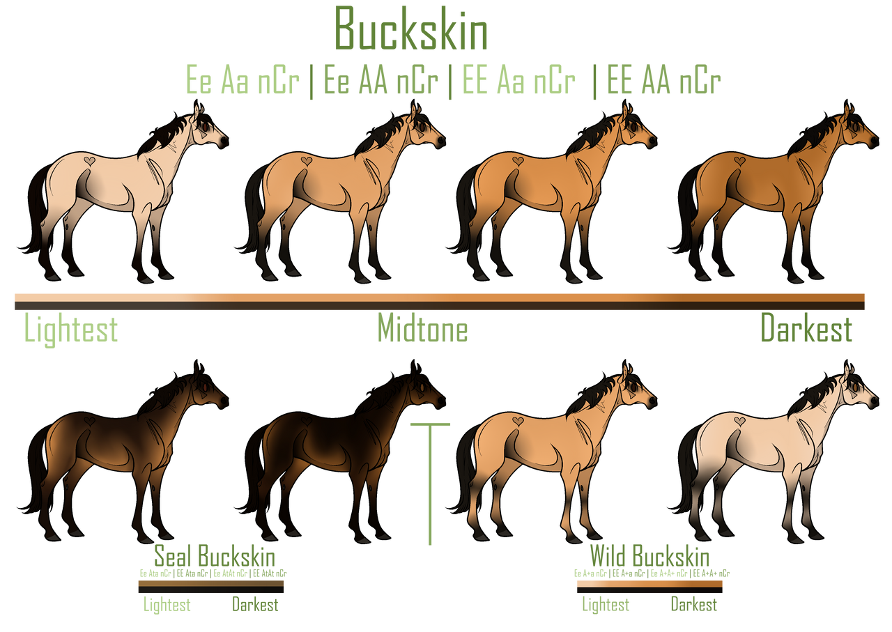 Color Guide | Buckskin by Hunter-Raider on DeviantArt
