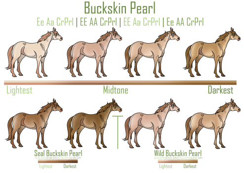 Color Guide | Buckskin Pearl