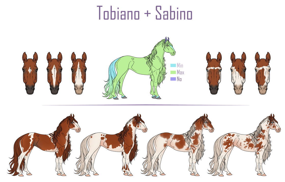Sabino + Tobiano | Fionnbharr Reference by Hunter-Raider on DeviantArt