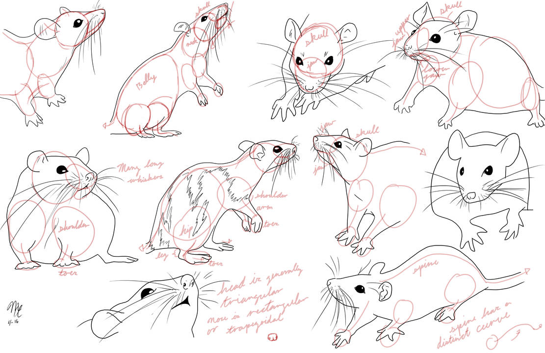 Анатомия мыши для художников
