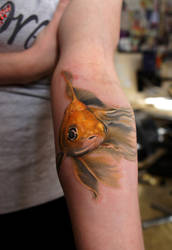 Small goldfish