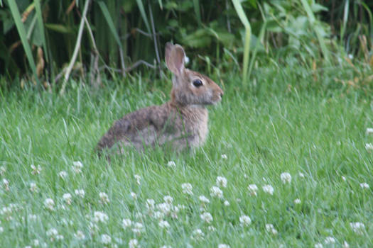 Backyard Hooligan