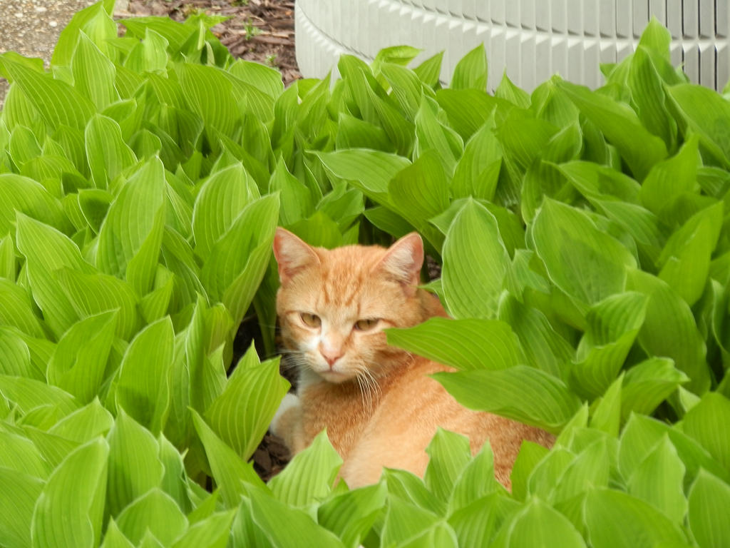 Hiding in the leaves.