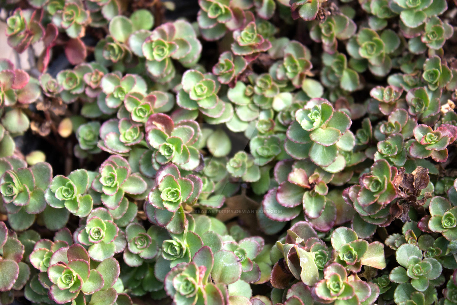 Sedum Spurium Dragon S Blood Stonecrop By Chelseasartistry On Deviantart Sedum Spurium Dragon S Blood Stonecrop By Chelseasartistry On Deviantart