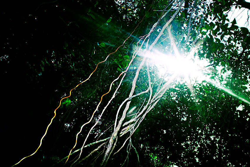 Light root