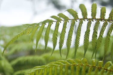 Newzealand Fern