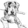 Great Dane Pup Sketch