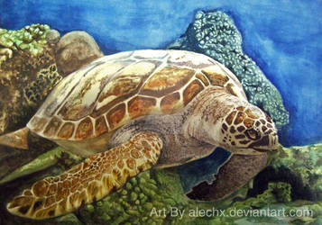 Tortuga Watercolor