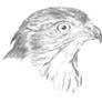 Crested Goshawk