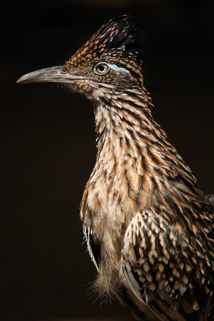 Roadrunner 2 by EdgedFeather Roadrunner 2 by EdgedFeather