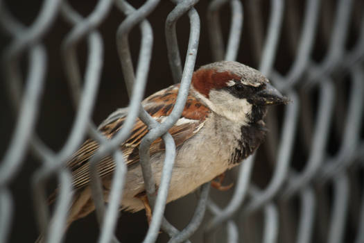 House Sparrow