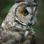 Long Eared Owl 3