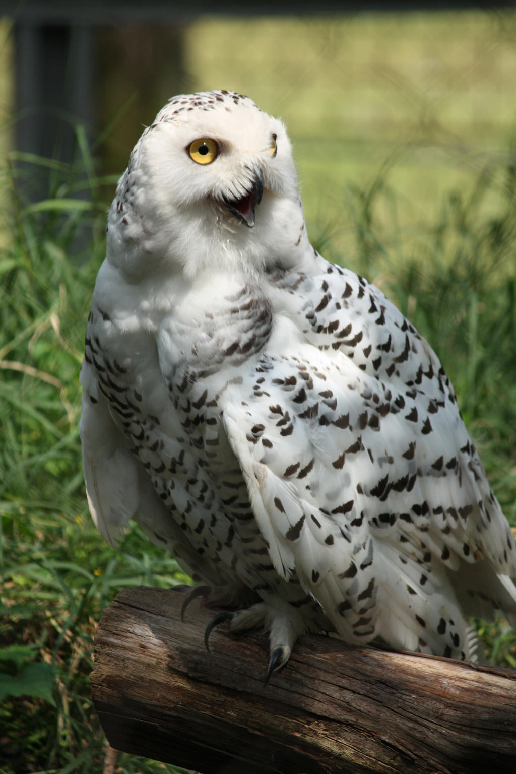 Snowy Owl 2