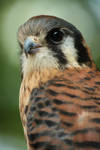 American Kestrel by EdgedFeather