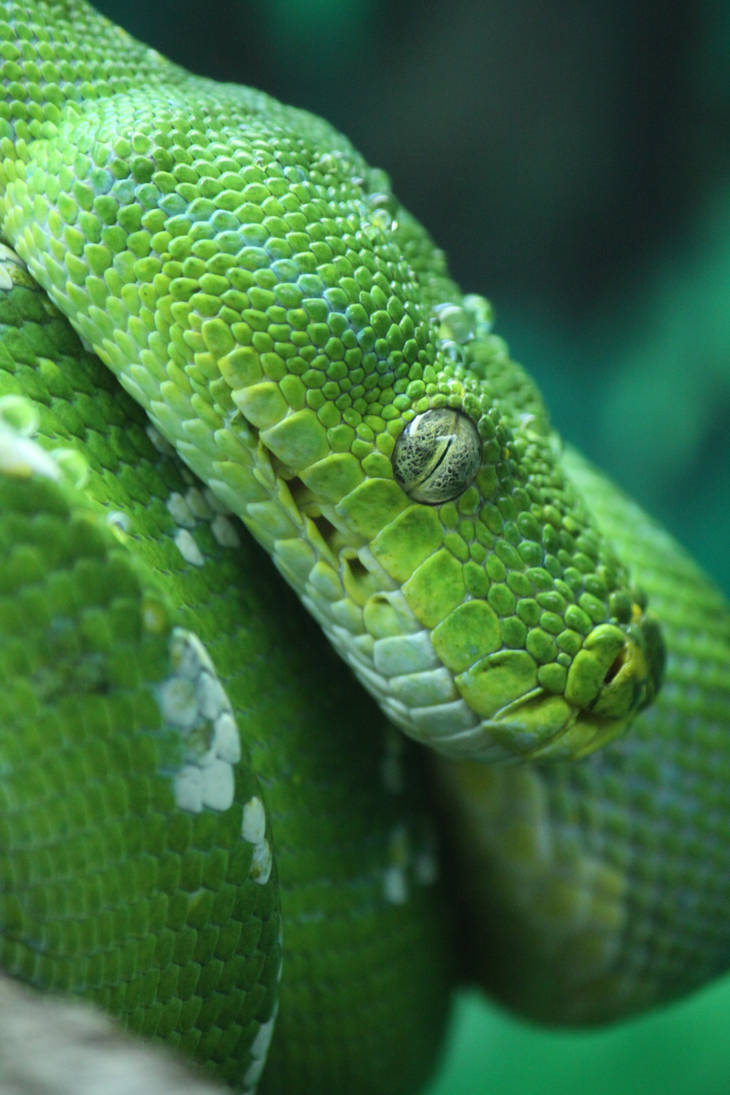 Змей хамелеон. Зеленый полоз. Зеленый питон. Полоз хамелеон. Зелёная мамба змея.