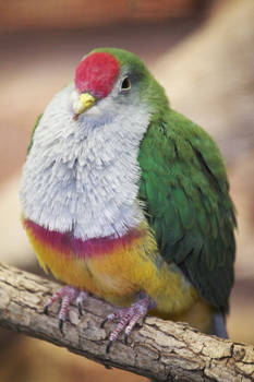 Beautiful Fruit Dove