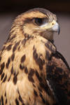 Peruvian Harris Hawk 5 by EdgedFeather