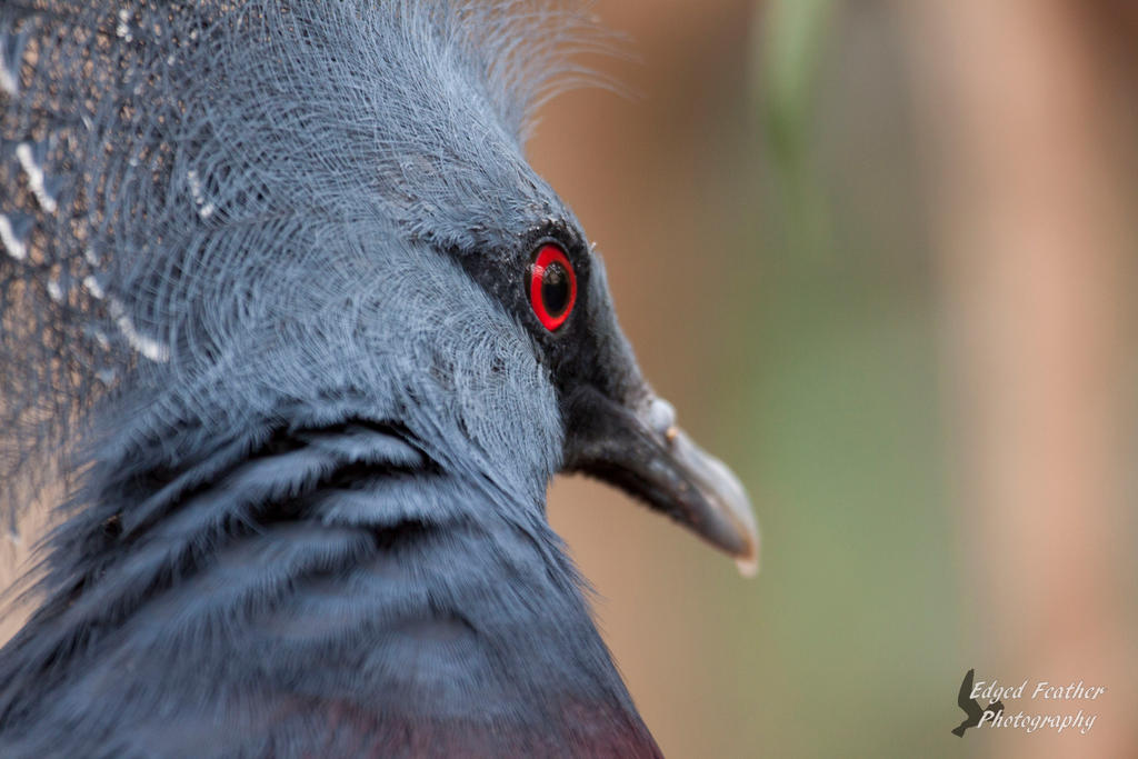 Victoria Crowned Pigeon by EdgedFeather