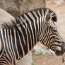 Zebra 2