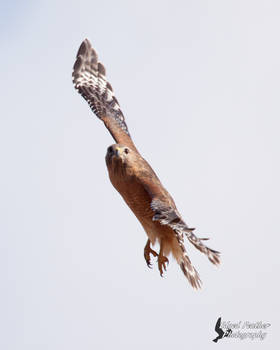 Red Shouldered Hawk 2