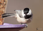 Black-Capped Chickadee 2 by EdgedFeather