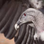 Andean Condor