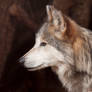Mexican Gray Wolf 3