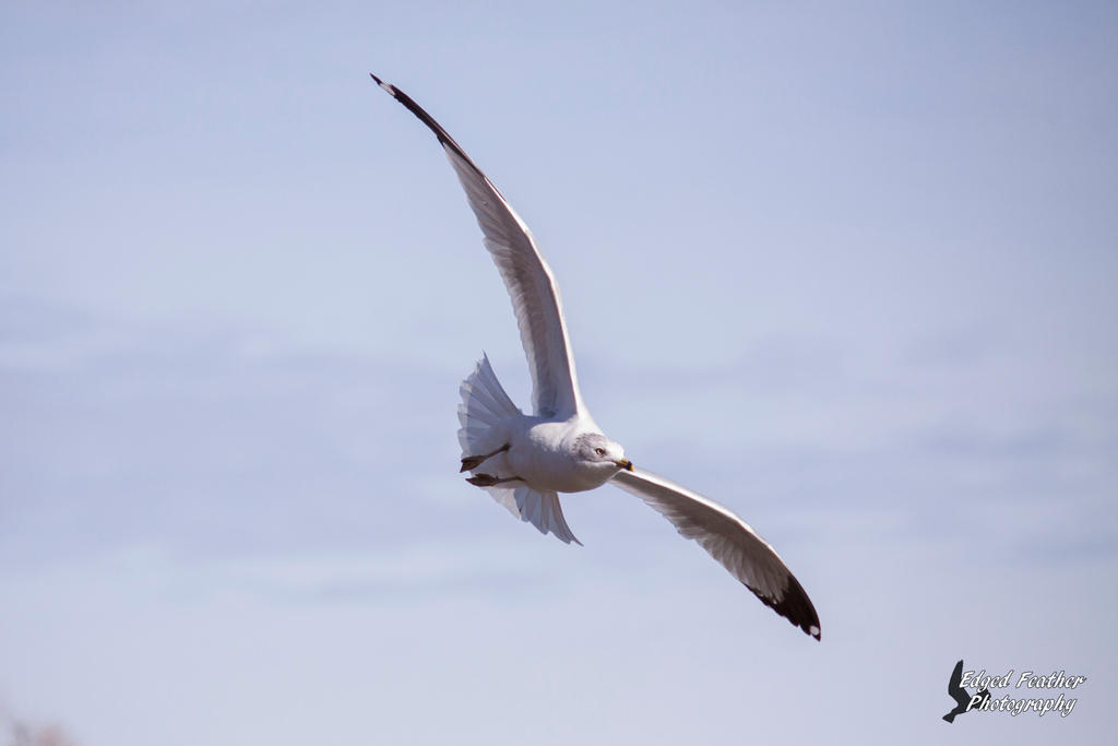 Ring-billed Gull