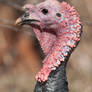 Wild Turkey 4