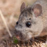 Woodrat