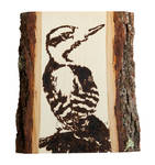 Downy Woodpecker Woodburning by EdgedFeather