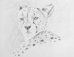 Cheetah by EdgedFeather