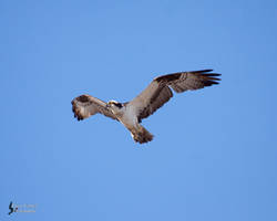 Osprey