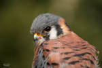 American Kestrel 6 by EdgedFeather