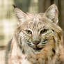 Bobcat