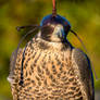 Peregrine Falcon