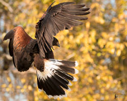 Harris Hawk