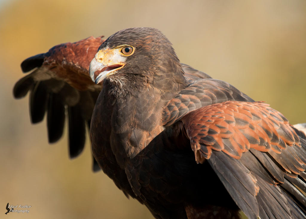 Harris Hawk 3 by EdgedFeather