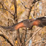 Harris Hawk 4