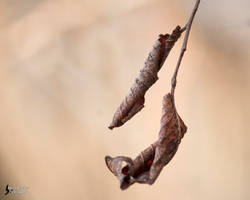 Leaves