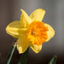 Daffodil 2