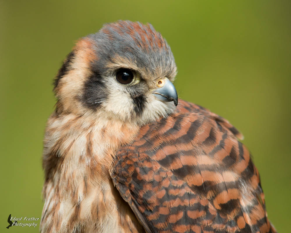 Killikilli Hawk Killi 2 by EdgedFeather on DeviantArt